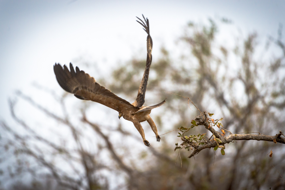 eagle