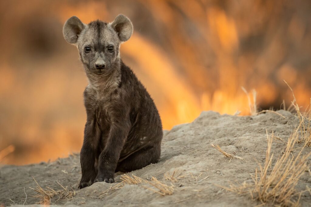 Hyena pup