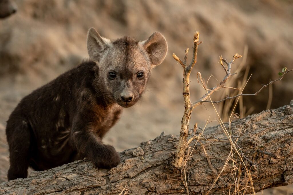 hyena pup