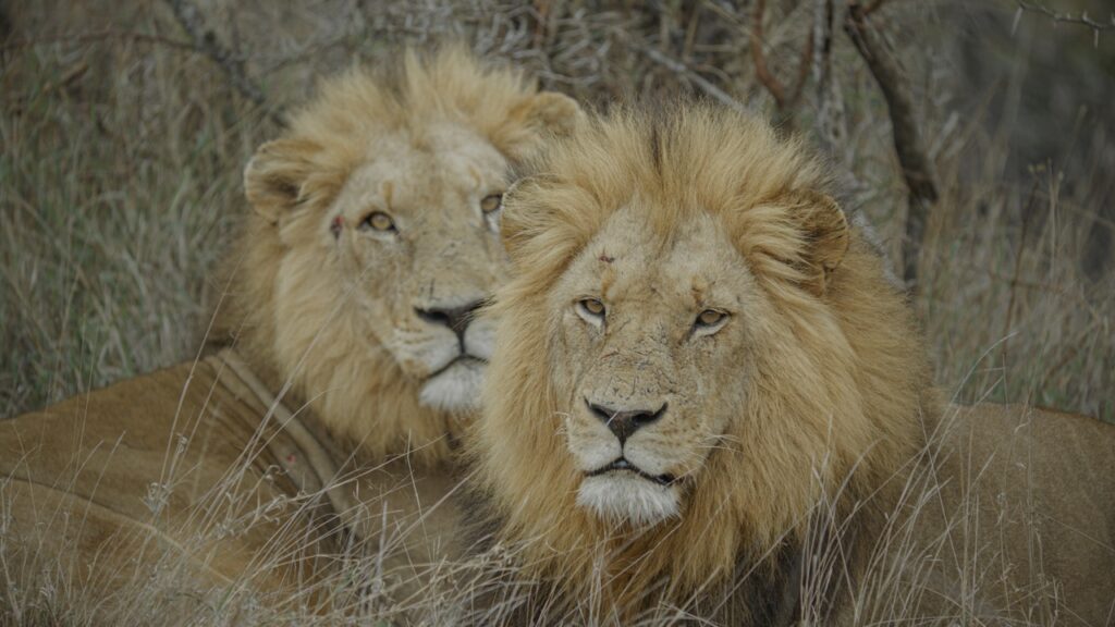 lion males