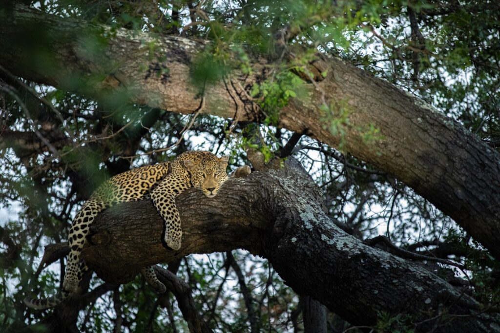 leopard in a tree