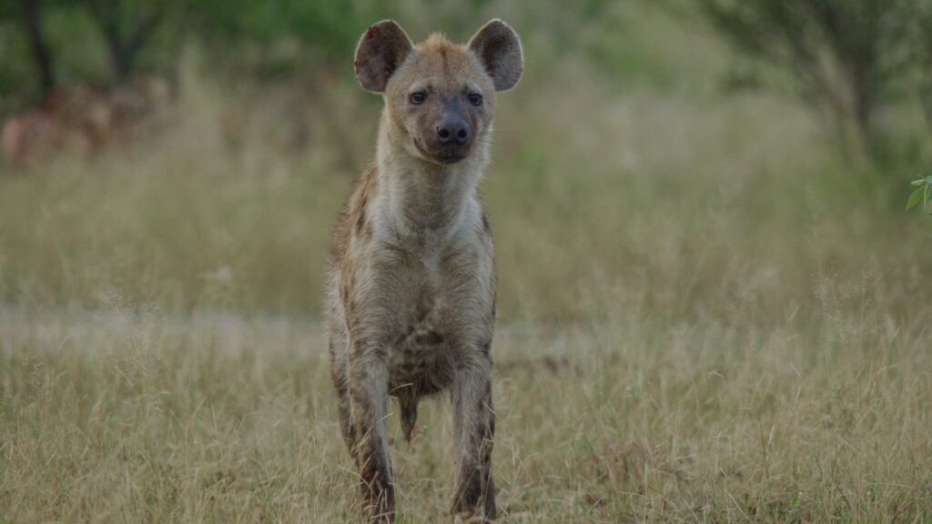 camouflaged coat of a grown hyena