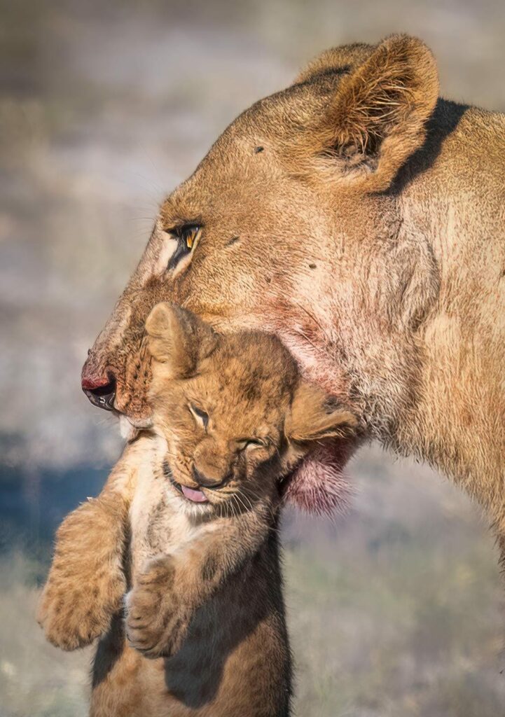 lioness and cub