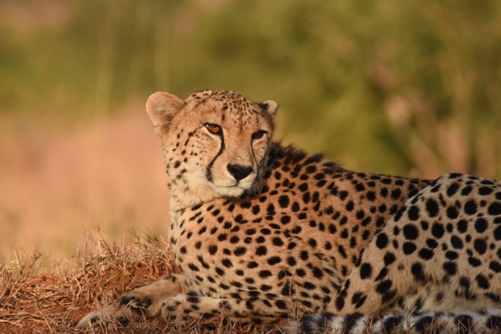 Cheetah dry season