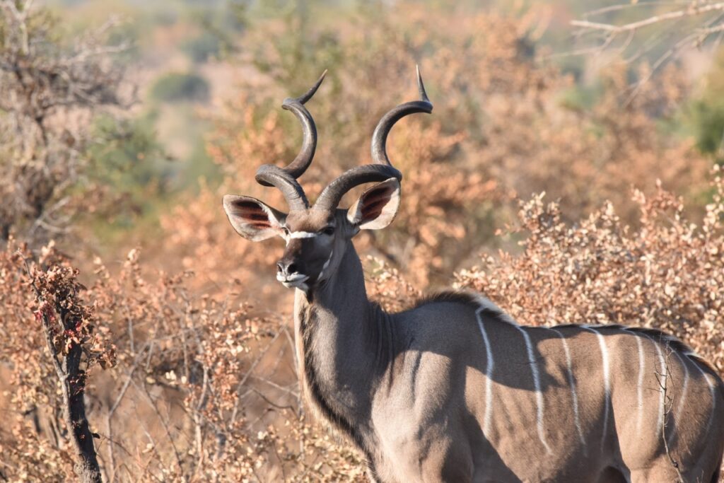 Kudu