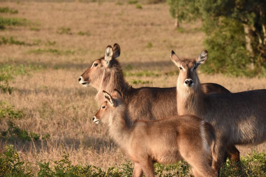 Waterbuck 