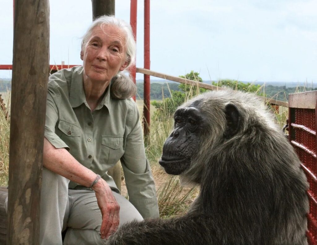 Jane Goodall and chimp