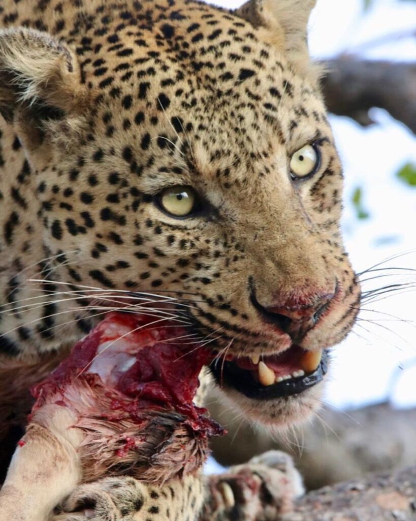 leopard-predator-dryseason-kill
