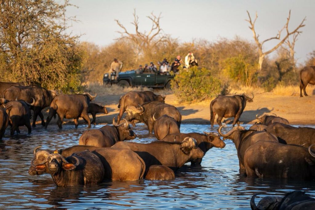 buffalo at waterhole