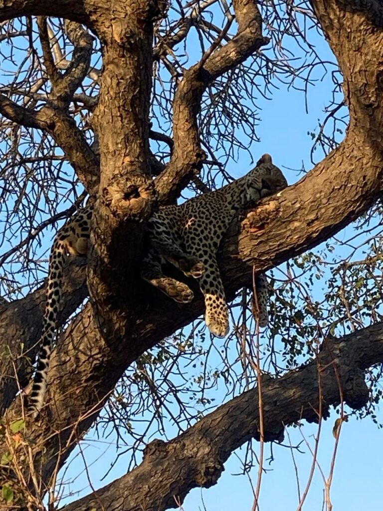 leopard in a tree