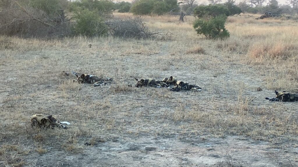Wild dogs puppies napping