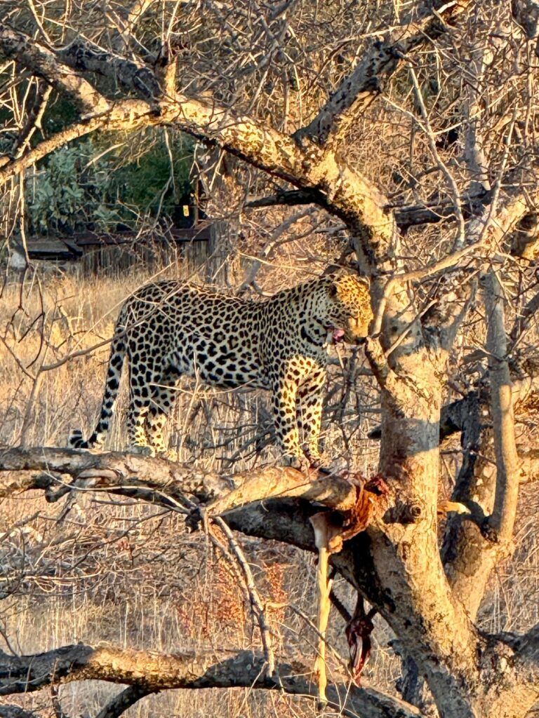 leopard with kill