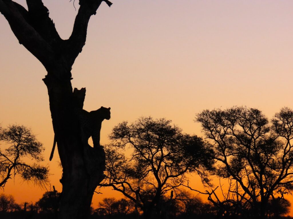 Leopard against the sunset