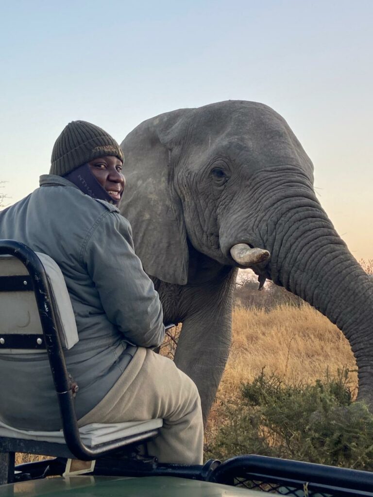 elephant on game drive close up