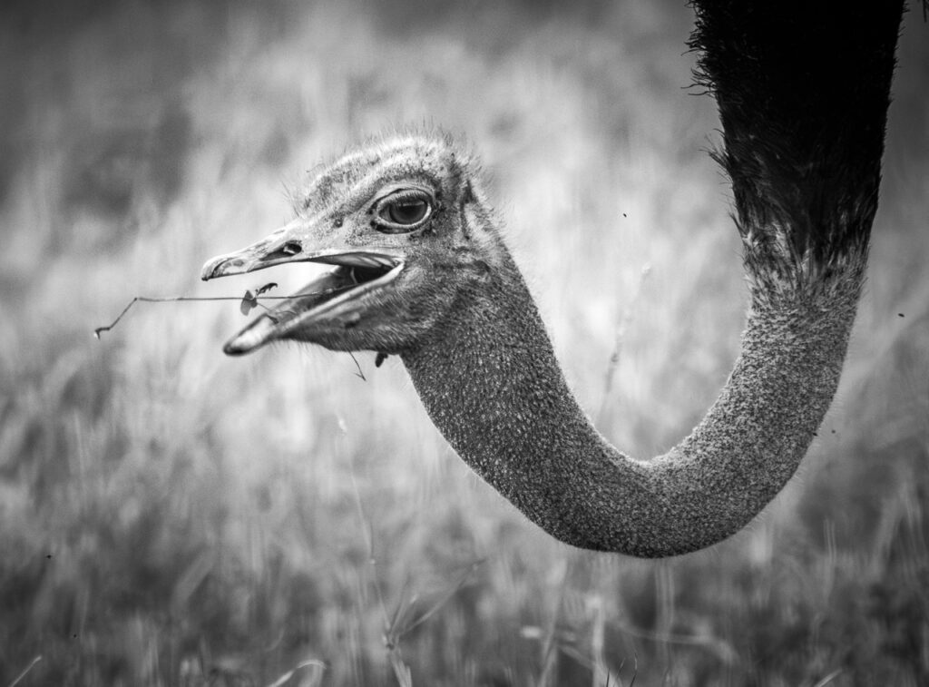 ostrich eating prey