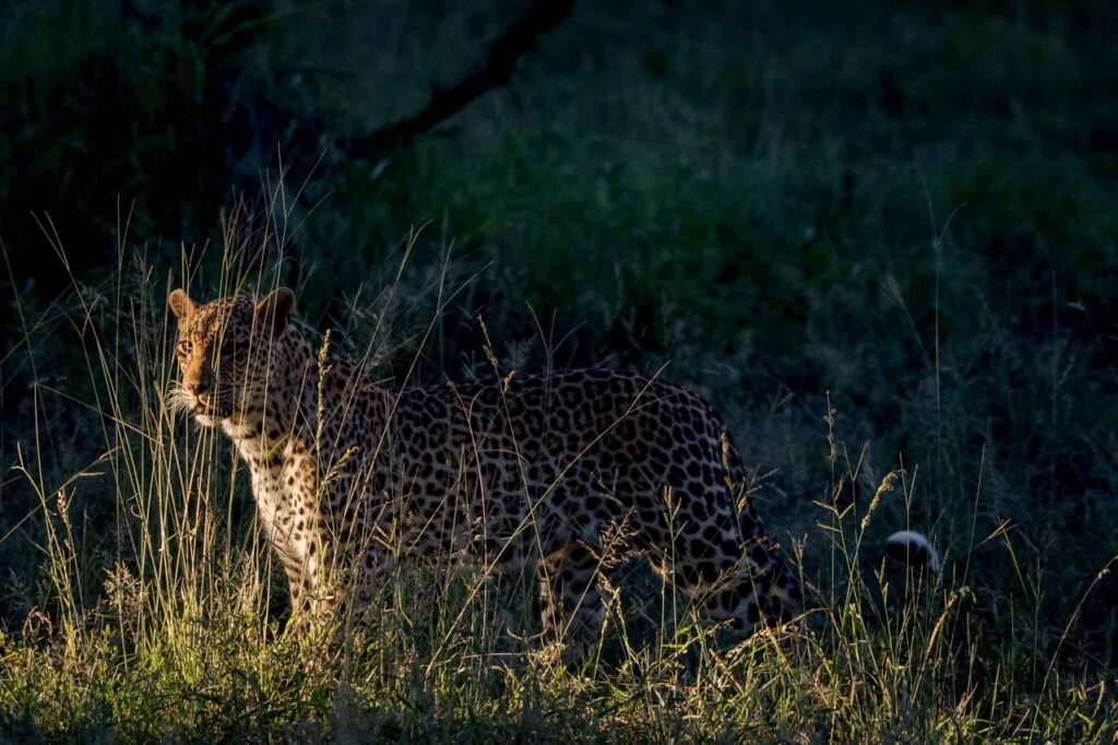 leopard camouflage in the wild