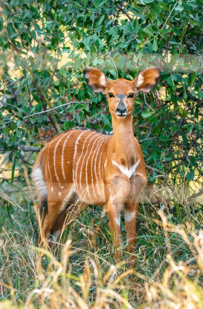 female Nyala