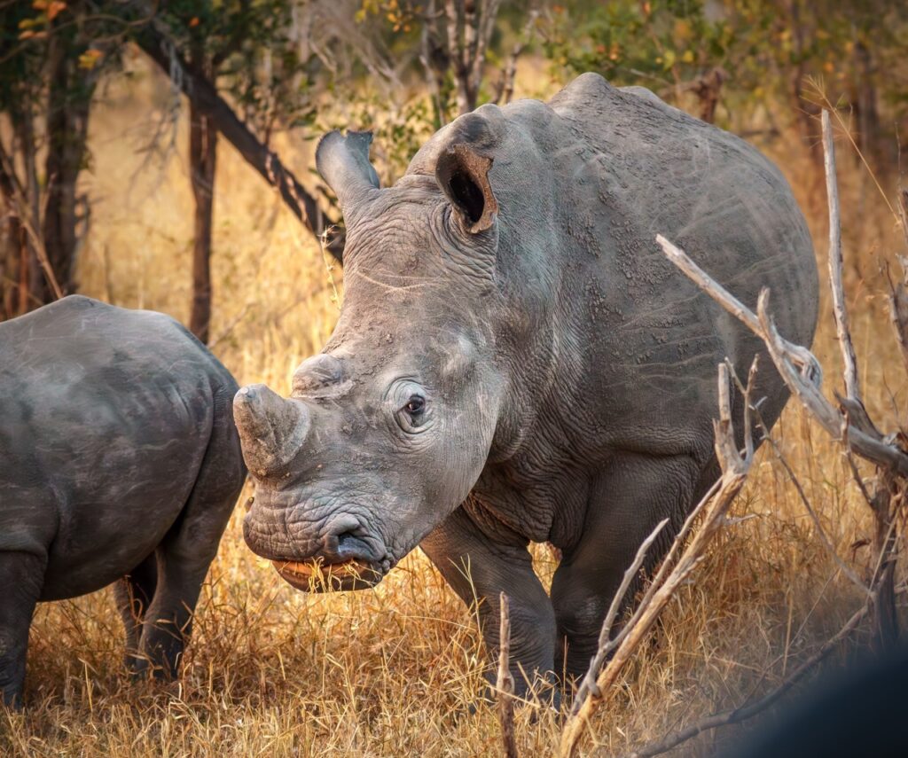 rhino and calf