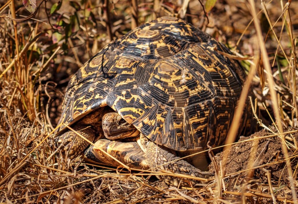 leopard tortoise camouflaged
