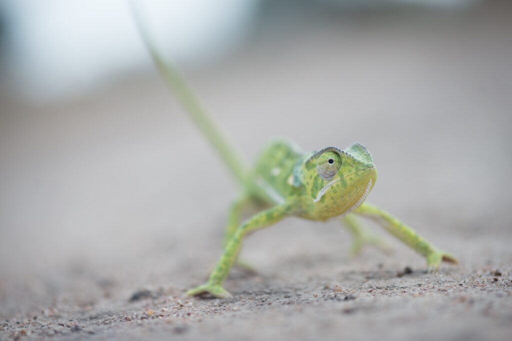 chameleon