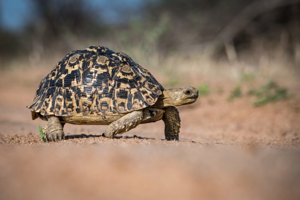 leopard tortoise 