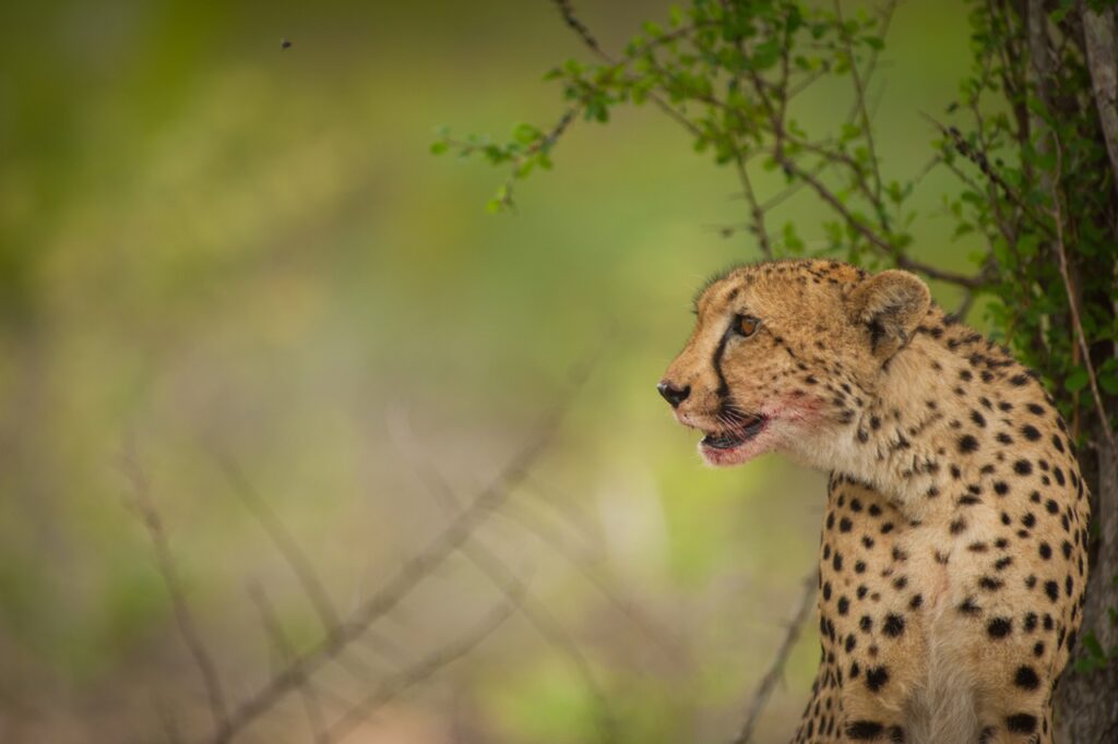 cheetah by Kevin maclaughlin