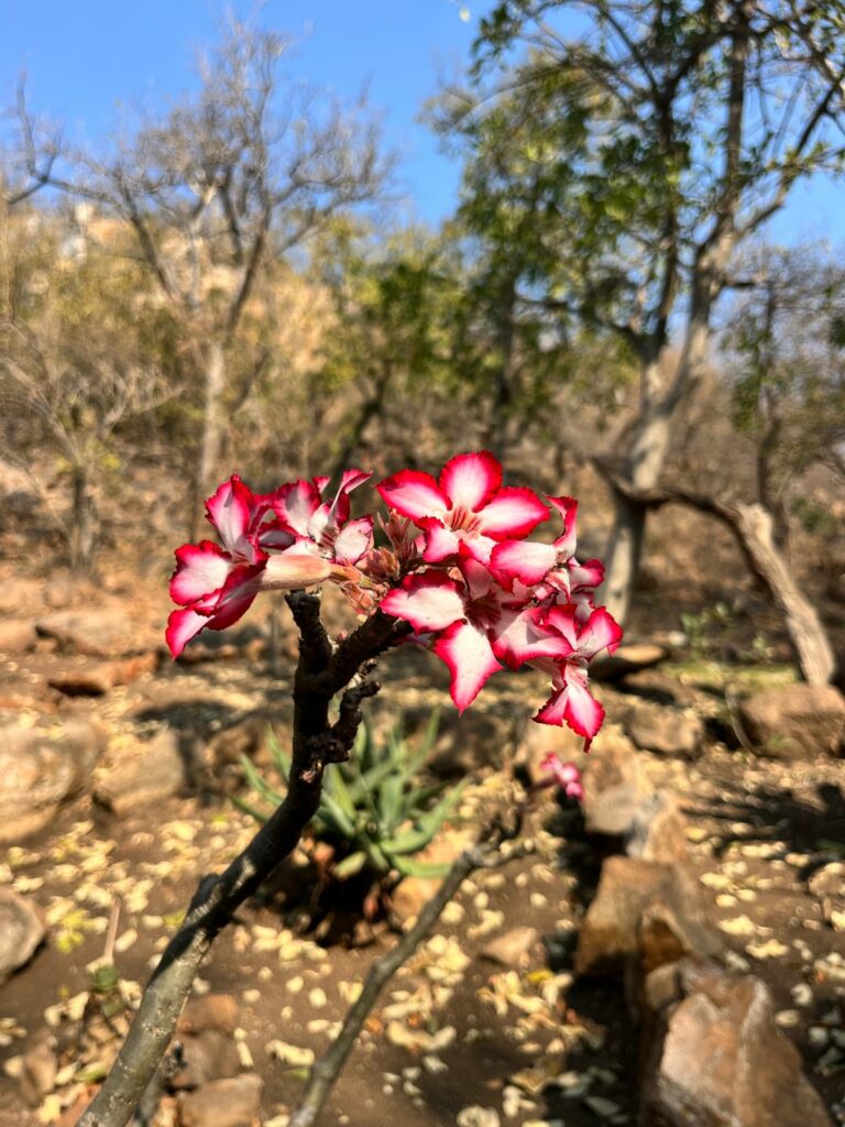 impala lily