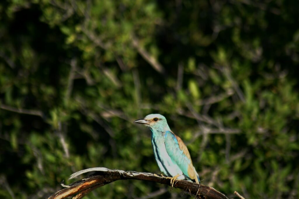 European roller