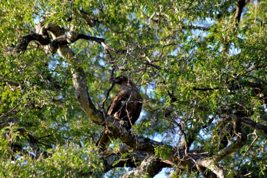 Wahlbergs eagle in the klaserie