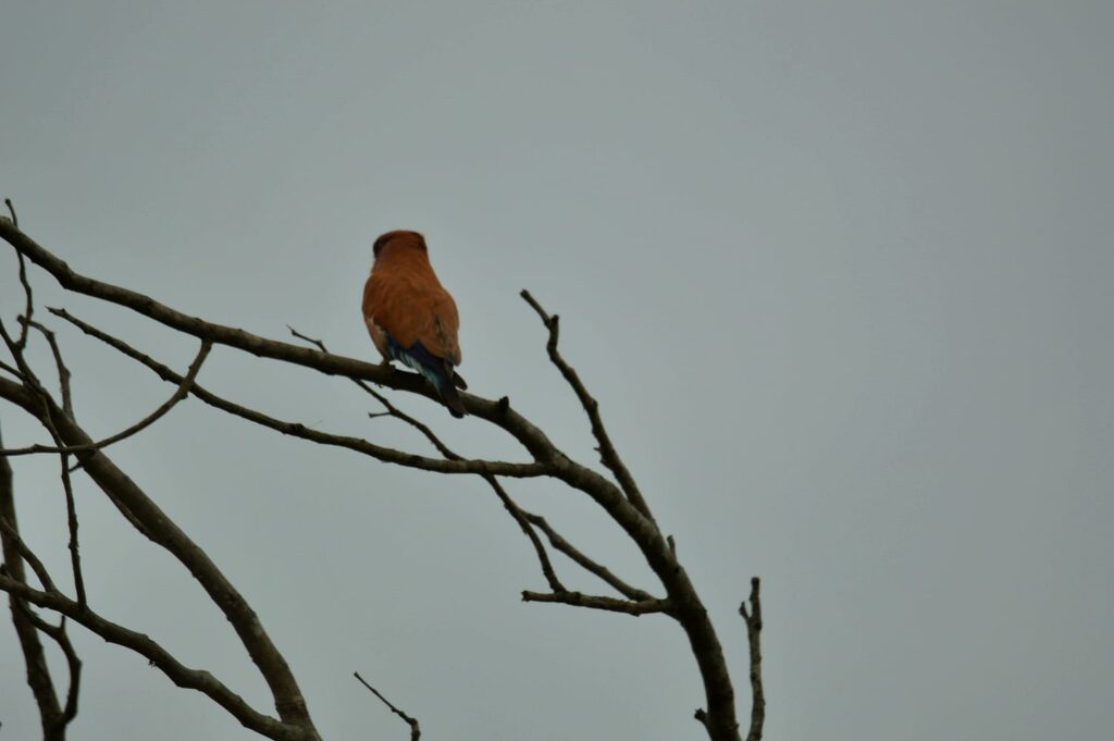 broad billed roller