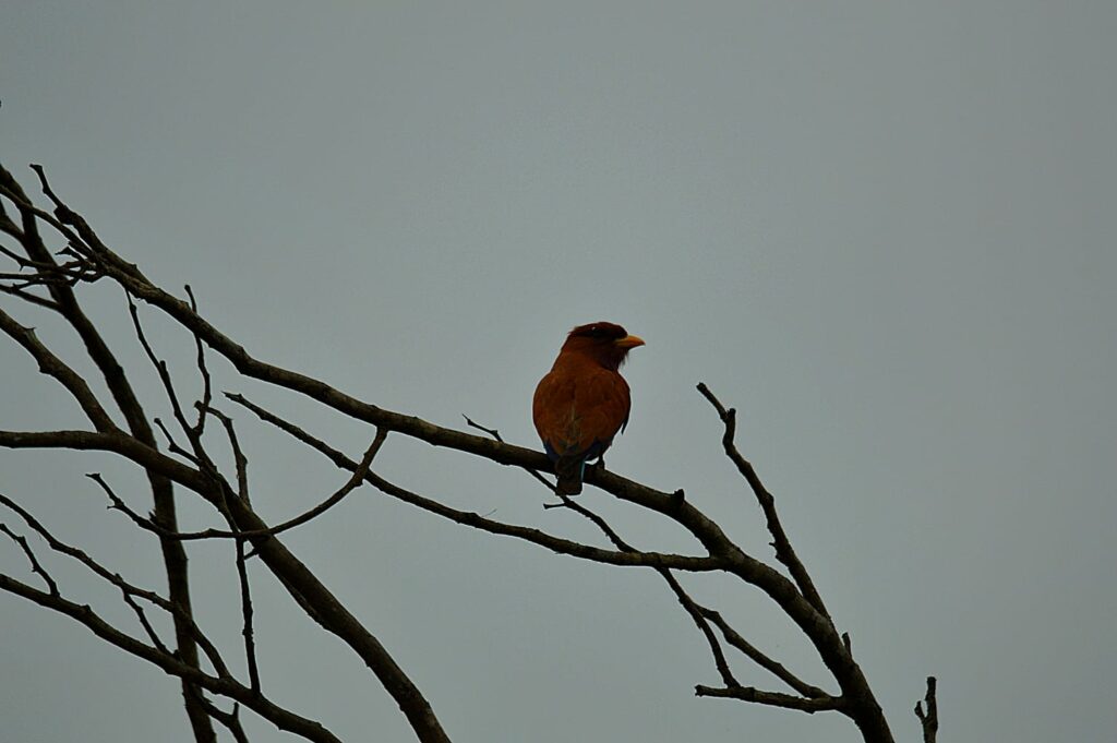 broad billed roller