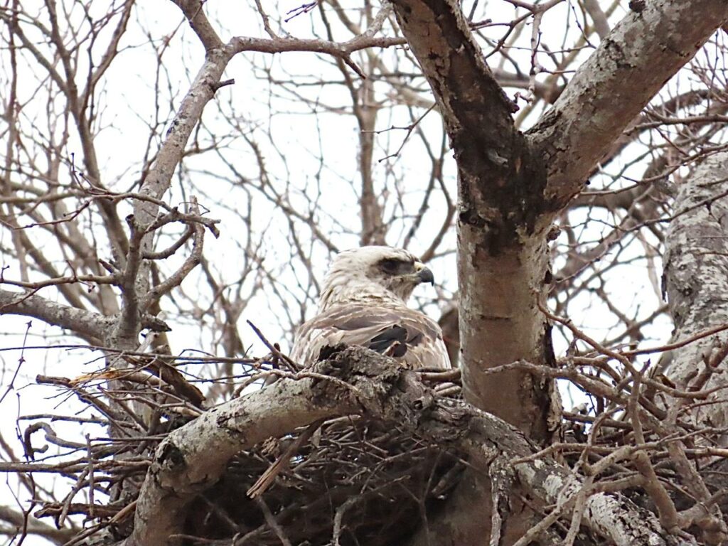 Wahlbergs eagle at Nyala 