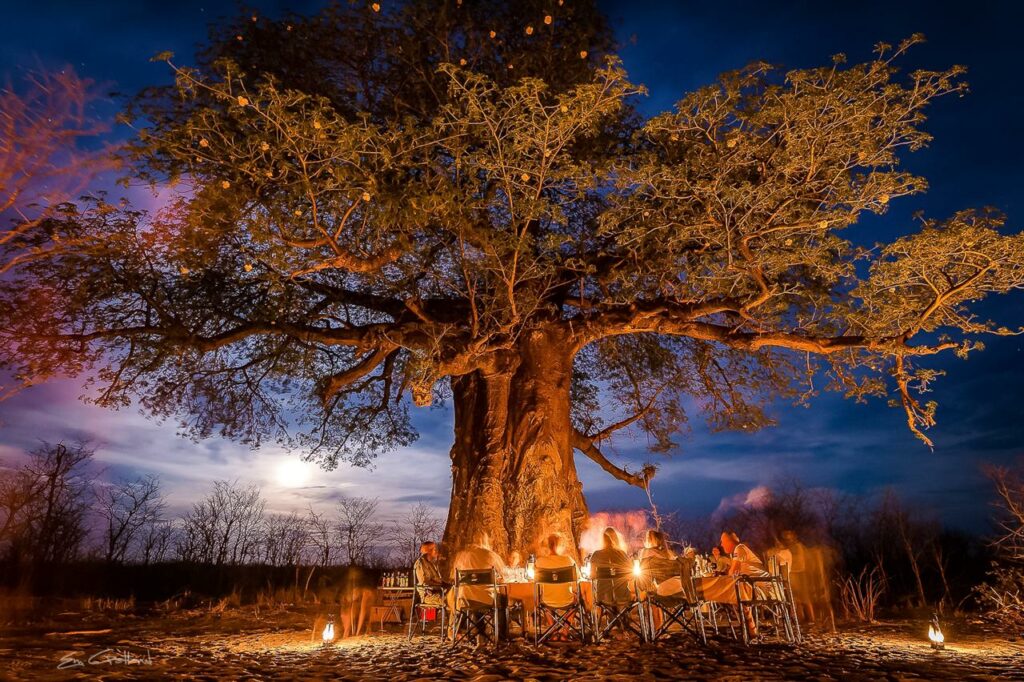 Baobab by em gatland