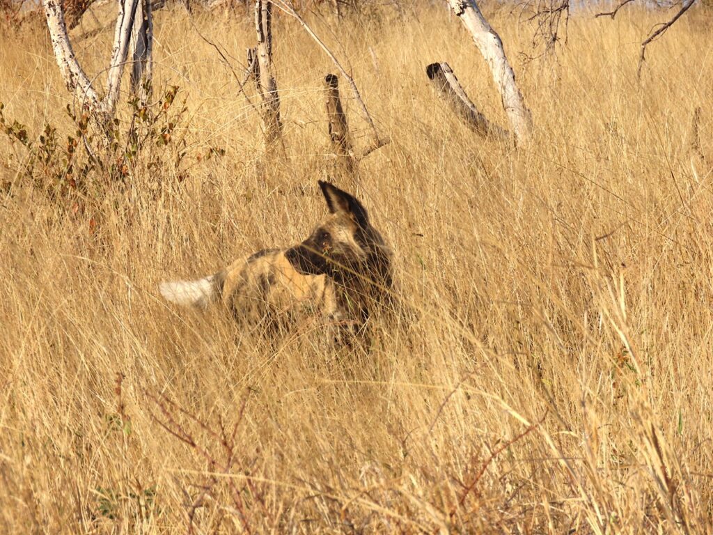 Wild dog in grass 