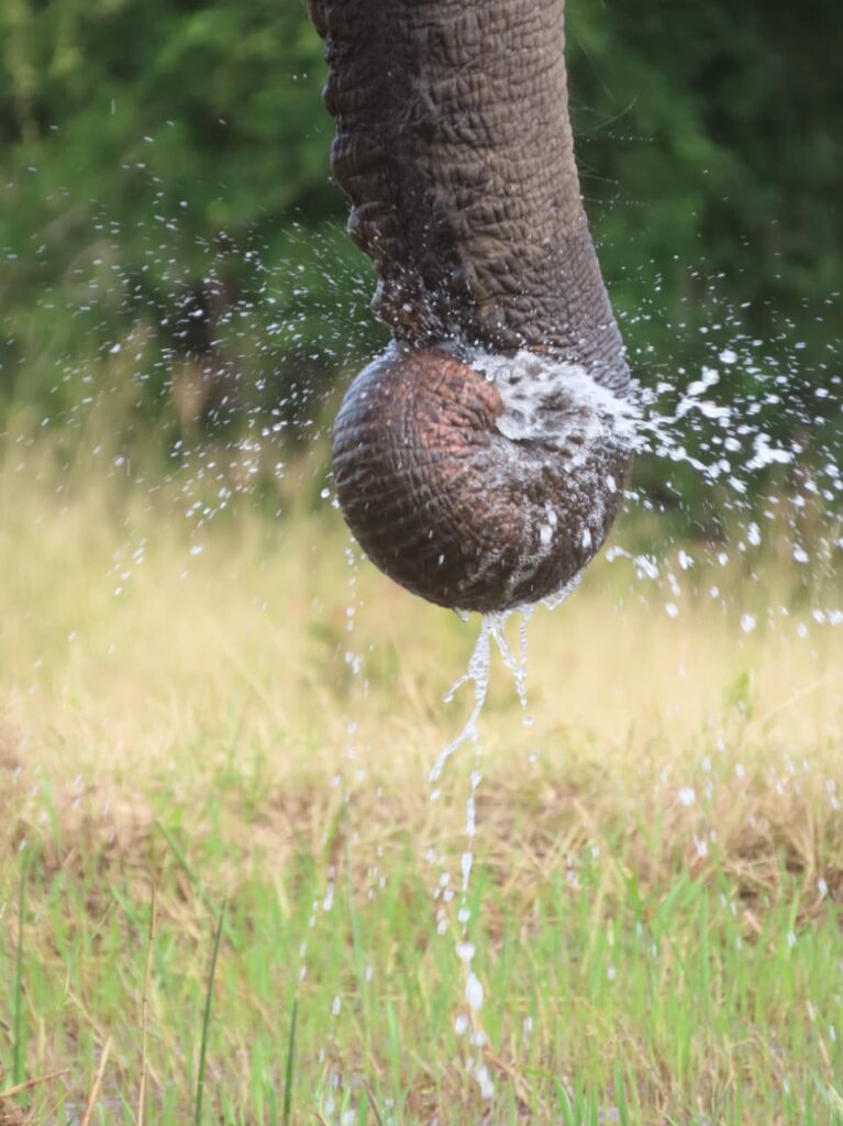 elephant trunk