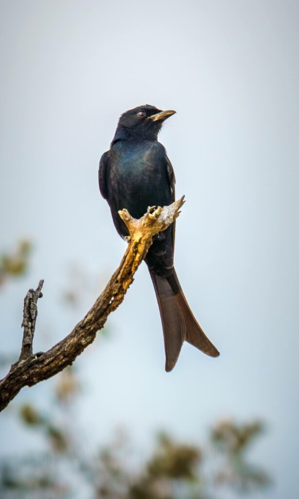 Fork-tail drongo