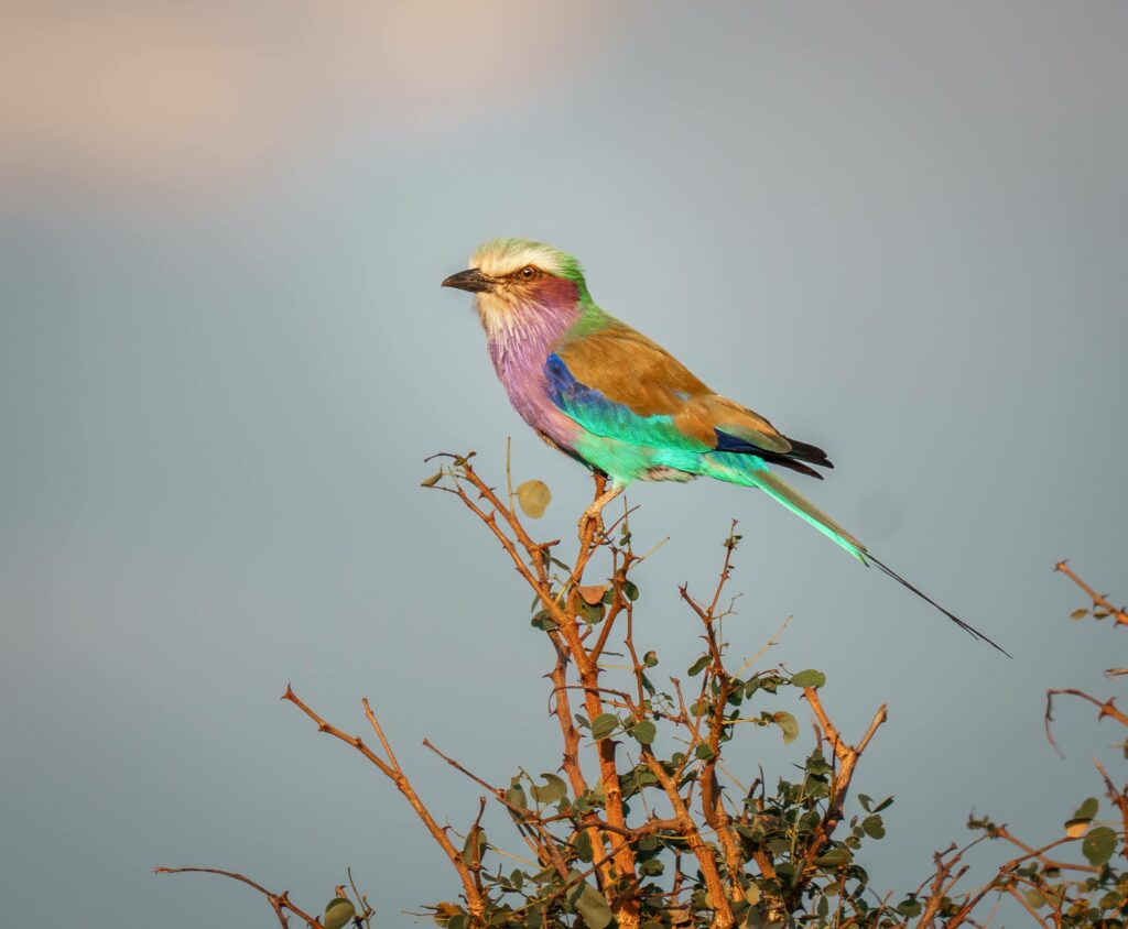 Lilac breasted roller