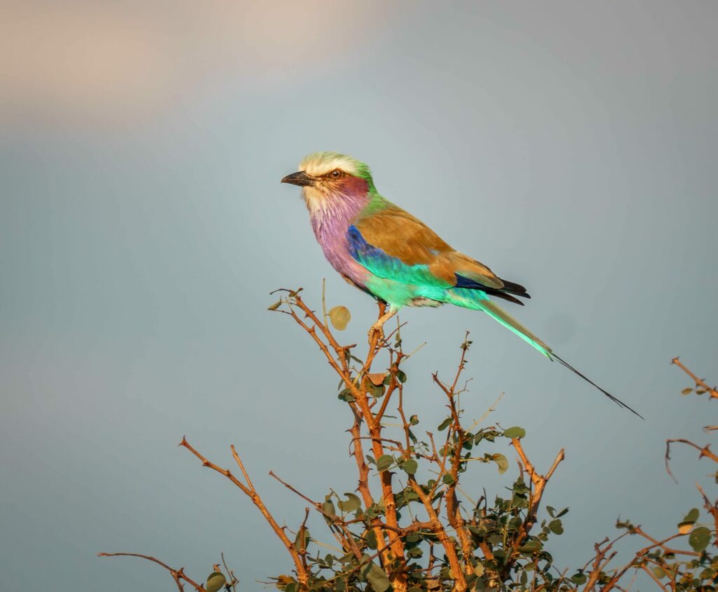 Lilac breasted roller