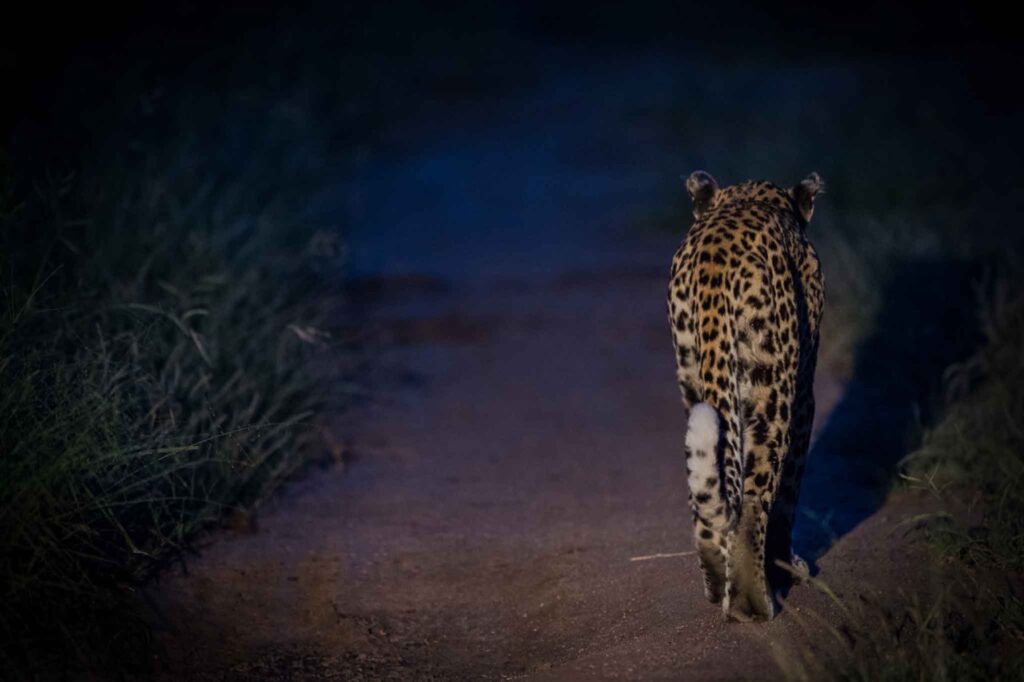leopard at night