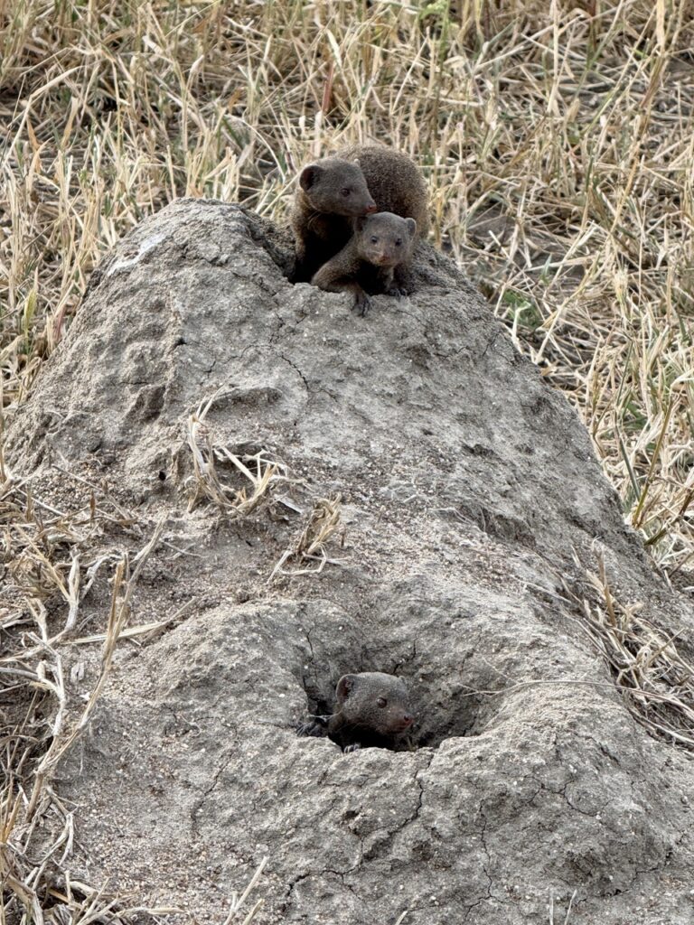 Africa on Foot mongoose