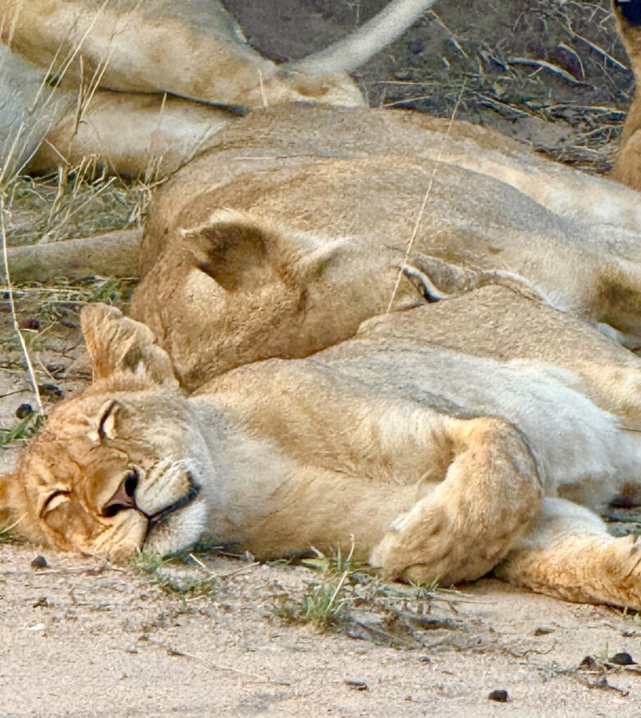 lions sleeping in the Klaserie