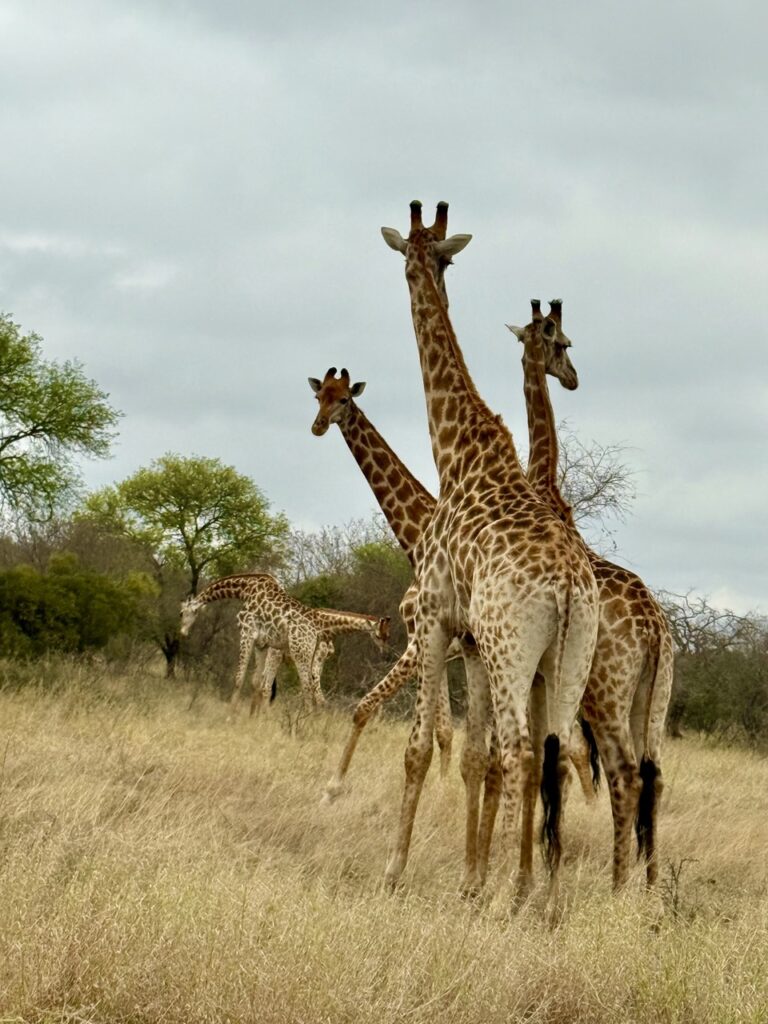 giraffes In the klaserie