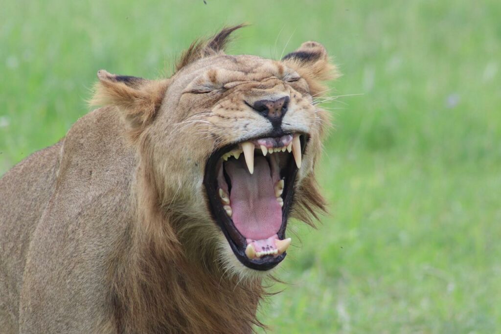 lion roaring