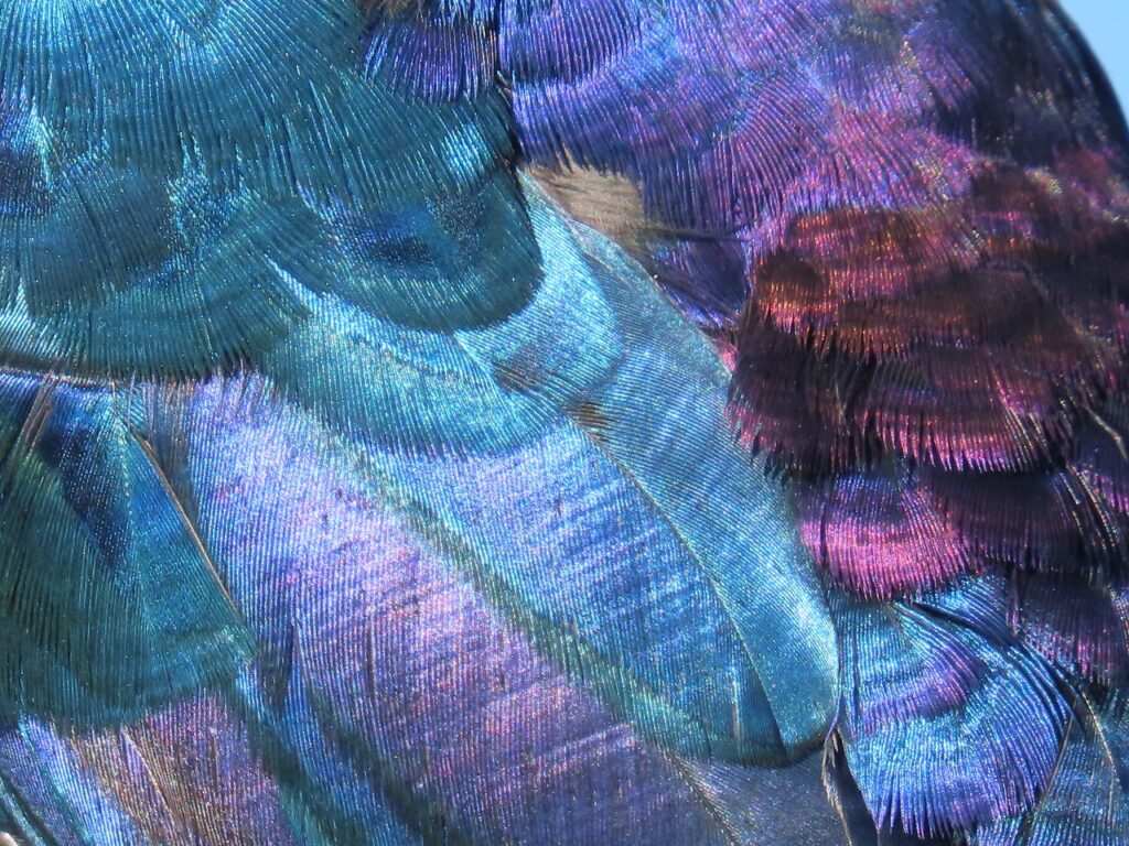 Starling feathers up close