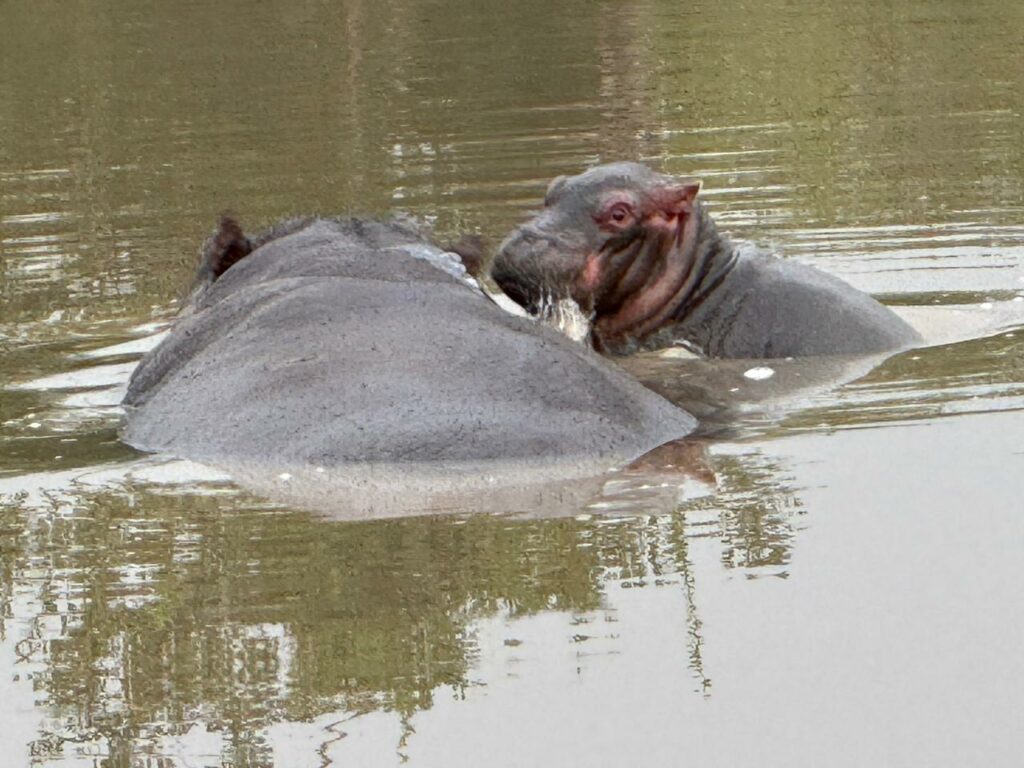 baby hippo