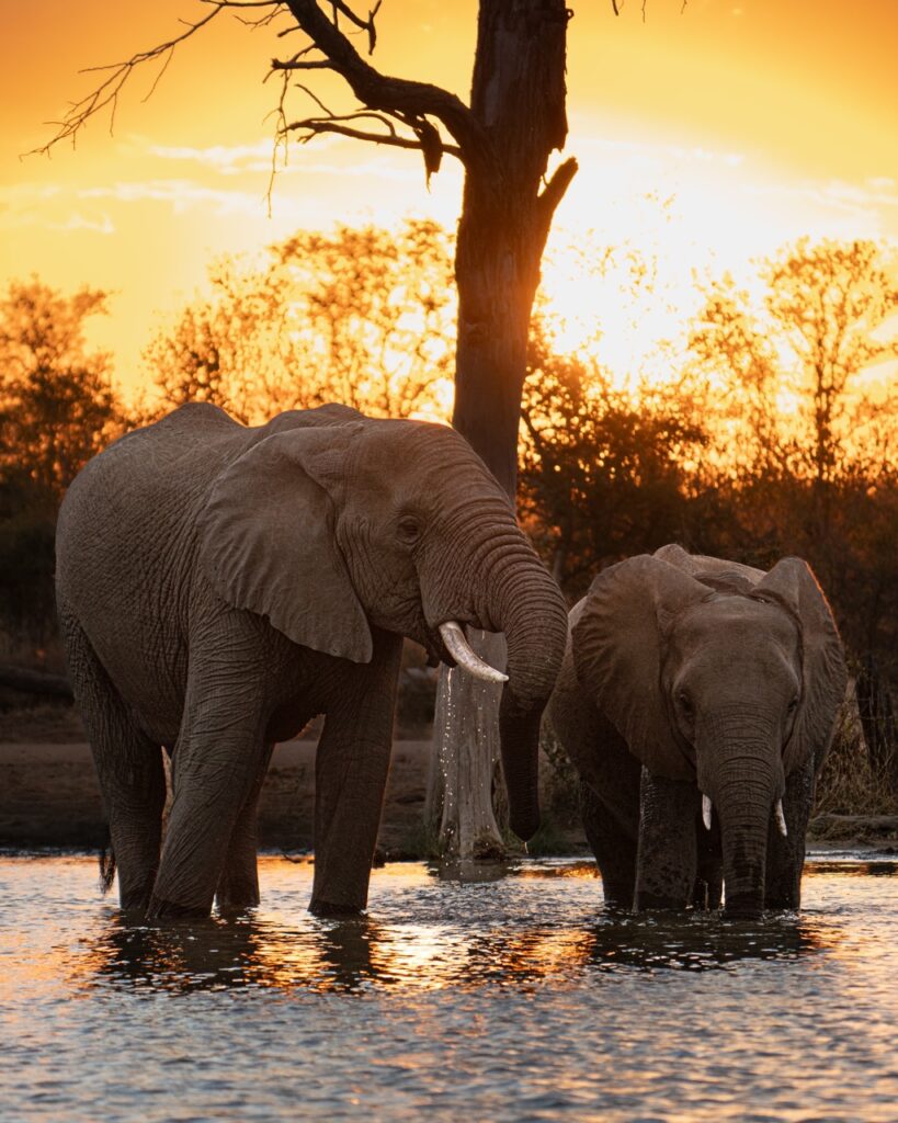 mother and baby elephant
