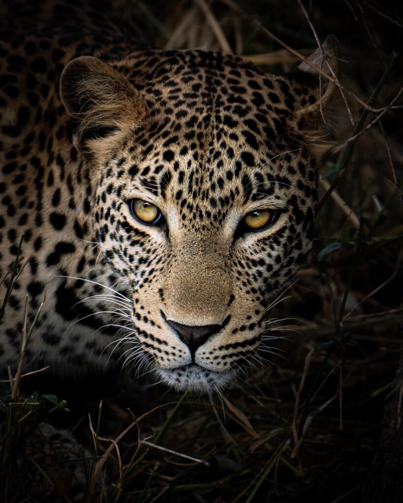 leopard close up