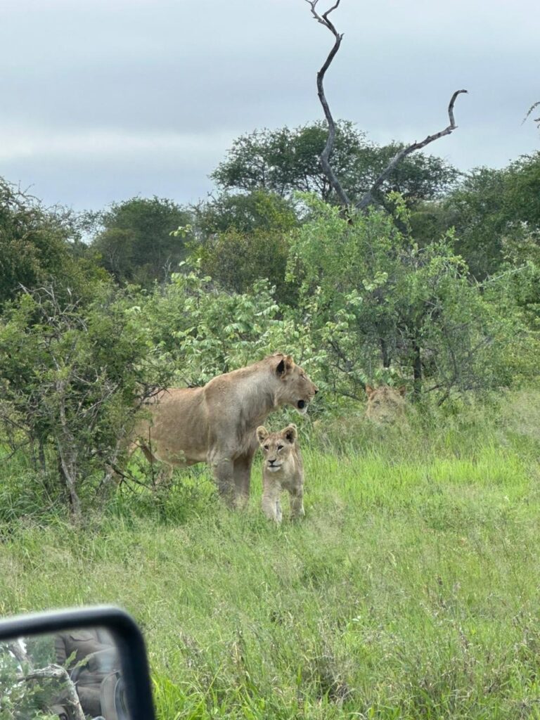 lionness and cub Umkumbe