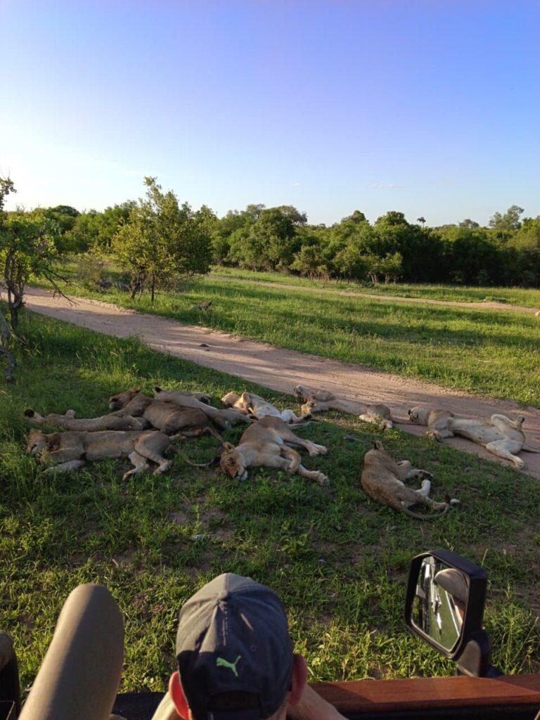 lionness and cub Umkumbe