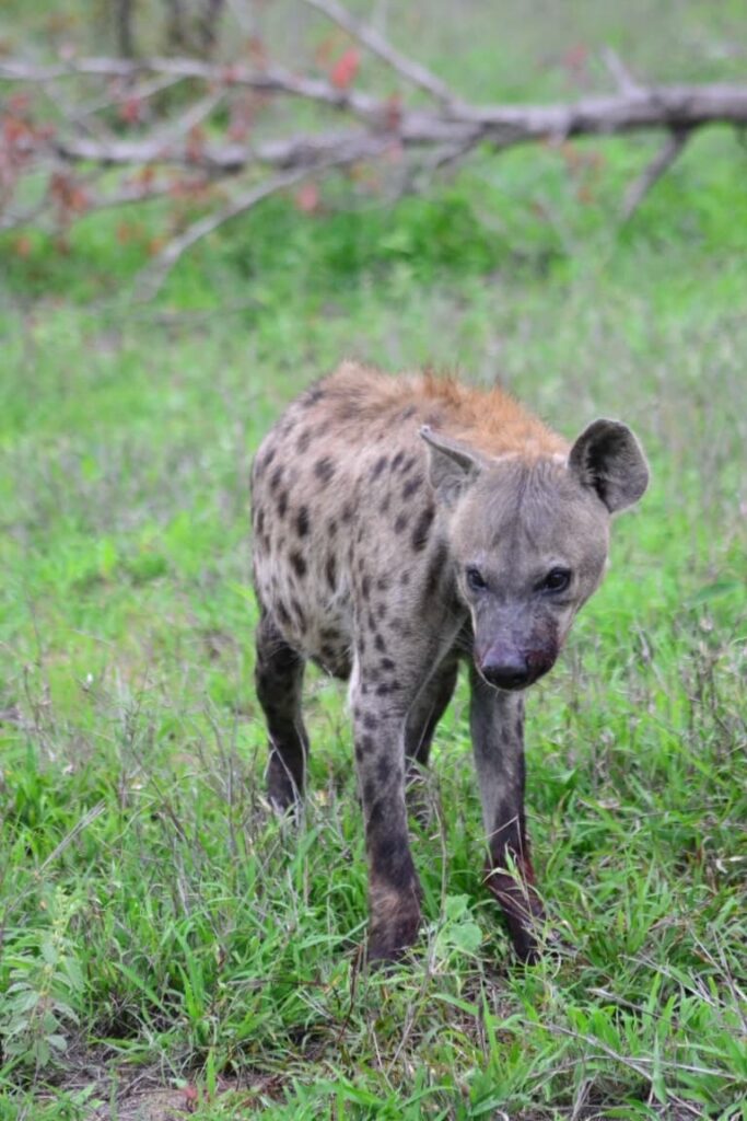 Hyena Umkumbe